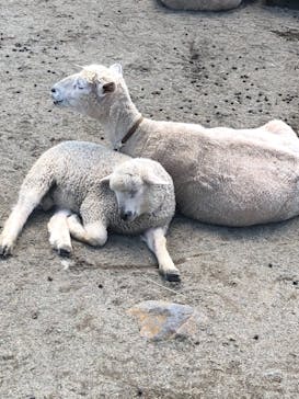 那須どうぶつ王国に投稿された画像（2021/5/3）