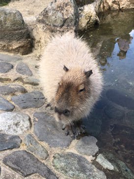 那須どうぶつ王国に投稿された画像（2021/5/3）