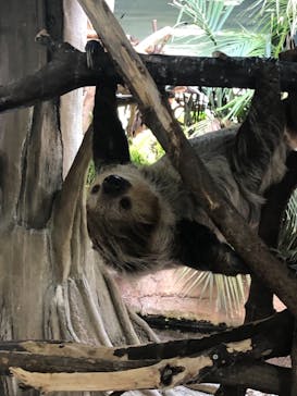 那須どうぶつ王国に投稿された画像（2021/5/3）