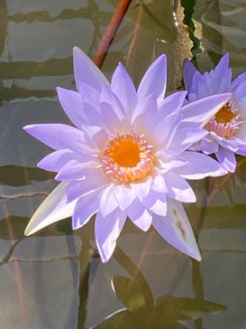 熱川バナナワニ園に投稿された画像（2021/5/3）