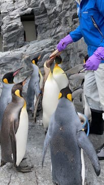 旭川市旭山動物園に投稿された画像（2021/5/3）
