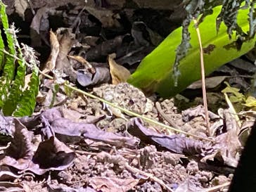 西表島 ADVENTURE PiPi（アドベンチャーピピ）に投稿された画像（2021/5/3）