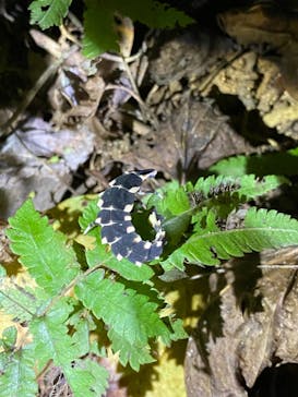 西表島 ADVENTURE PiPi（アドベンチャーピピ）に投稿された画像（2021/5/3）