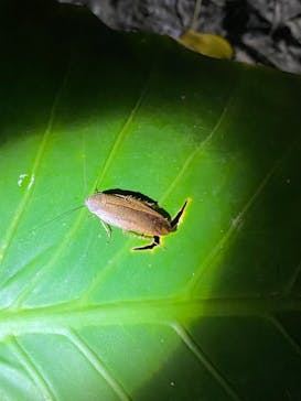 西表島 ADVENTURE PiPi（アドベンチャーピピ）に投稿された画像（2021/5/3）