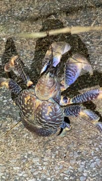 西表島 ADVENTURE PiPi（アドベンチャーピピ）に投稿された画像（2021/5/3）