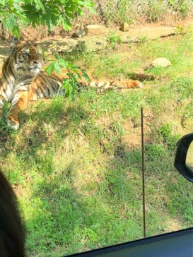 秋吉台自然動物公園 サファリランドに投稿された画像（2021/5/3）