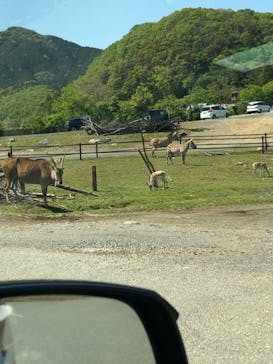 秋吉台自然動物公園 サファリランドに投稿された画像（2021/5/3）