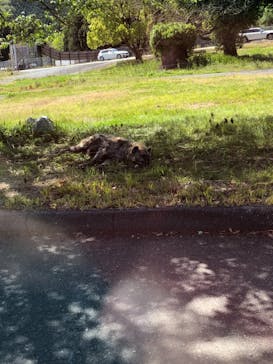 秋吉台自然動物公園 サファリランドに投稿された画像（2021/5/3）