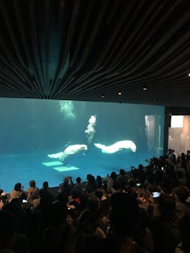 島根県立 しまね海洋館に投稿された画像（2021/5/3）