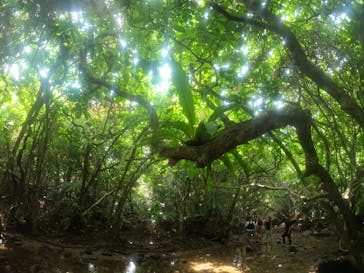 西表島 ADVENTURE PiPi（アドベンチャーピピ）に投稿された画像（2021/5/3）