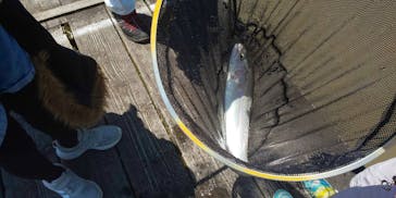 大安トラウトレイクに投稿された画像（2021/5/3）