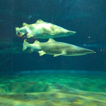 アクアワールド茨城県大洗水族館に投稿された画像（2021/5/3）