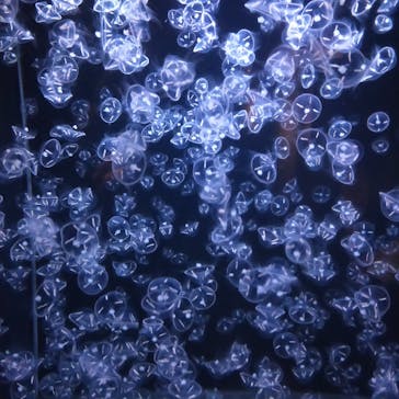 アクアワールド茨城県大洗水族館に投稿された画像（2021/5/3）