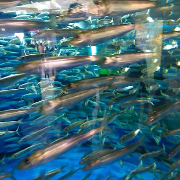 アクアワールド茨城県大洗水族館に投稿された画像（2021/5/3）