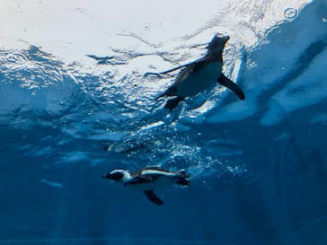 横浜・八景島シーパラダイスに投稿された画像（2021/5/3）