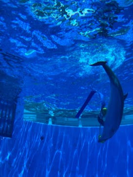 九十九島水族館海きららに投稿された画像（2021/5/3）