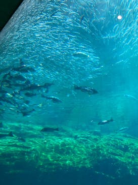 九十九島水族館海きららに投稿された画像（2021/5/3）