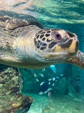 九十九島水族館海きららに投稿された画像（2021/5/3）