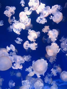 新江ノ島水族館に投稿された画像（2021/5/3）