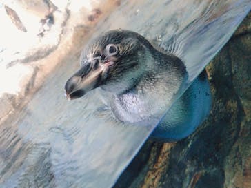 新江ノ島水族館に投稿された画像（2021/5/3）