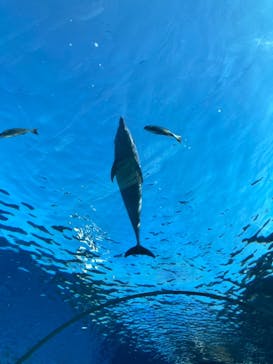 横浜・八景島シーパラダイスに投稿された画像（2021/5/3）