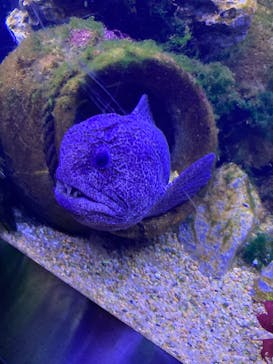 横浜・八景島シーパラダイスに投稿された画像（2021/5/3）