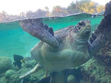 横浜・八景島シーパラダイスに投稿された画像（2021/5/3）