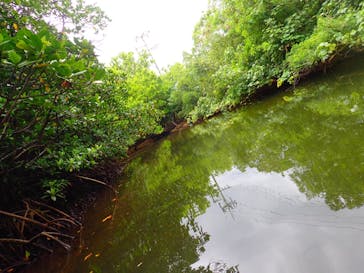 西表島 ADVENTURE PiPi（アドベンチャーピピ）に投稿された画像（2021/5/3）