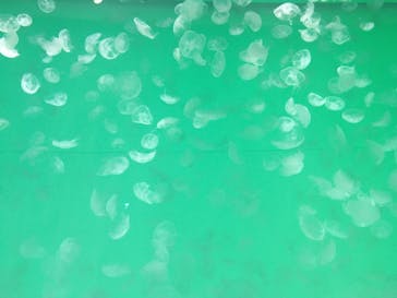 アクアワールド茨城県大洗水族館に投稿された画像（2021/5/3）