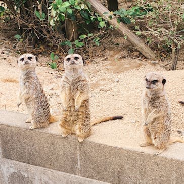 東武動物公園に投稿された画像（2021/5/4）