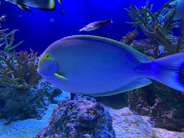 新江ノ島水族館に投稿された画像（2021/5/4）