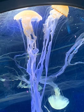 新江ノ島水族館に投稿された画像（2021/5/4）