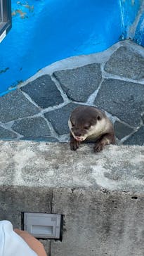 大分マリーンパレス水族館 「うみたまご」に投稿された画像（2021/5/4）