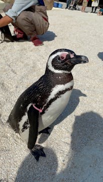 大分マリーンパレス水族館 「うみたまご」に投稿された画像（2021/5/4）