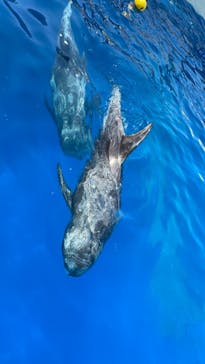 大分マリーンパレス水族館 「うみたまご」に投稿された画像（2021/5/4）