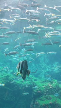 九十九島水族館海きららに投稿された画像（2021/5/4）