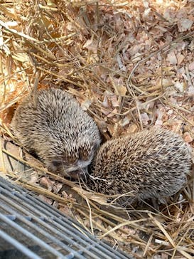 しろとり動物園に投稿された画像（2021/5/4）