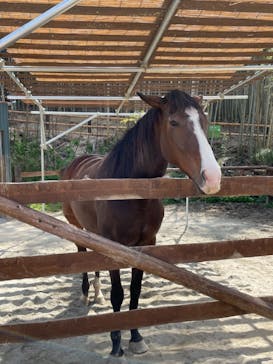 しろとり動物園に投稿された画像（2021/5/4）