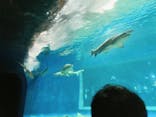 アクアワールド茨城県大洗水族館に投稿された画像（2021/5/4）