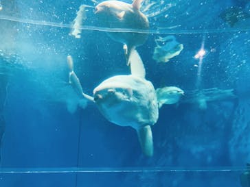 アクアワールド茨城県大洗水族館に投稿された画像（2021/5/4）