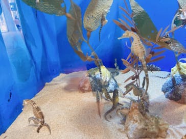 アクアワールド茨城県大洗水族館に投稿された画像（2021/5/4）