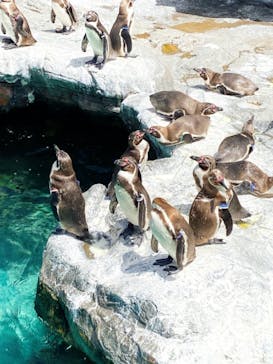 アクアワールド茨城県大洗水族館に投稿された画像（2021/5/4）