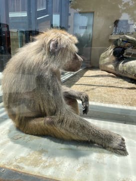東武動物公園に投稿された画像（2021/5/4）