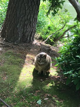 三溪園に投稿された画像（2021/5/4）