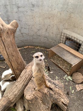 群馬サファリパークに投稿された画像（2021/5/4）