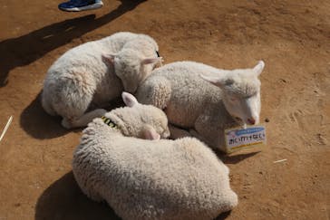 成田ゆめ牧場に投稿された画像（2021/5/4）