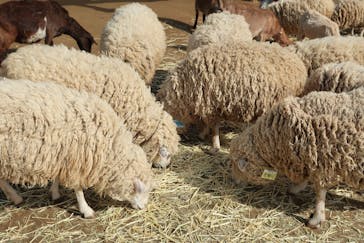 成田ゆめ牧場に投稿された画像（2021/5/4）