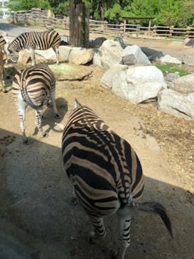 群馬サファリパークに投稿された画像（2021/5/4）