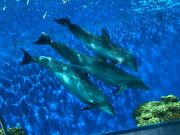 横浜・八景島シーパラダイスに投稿された画像（2021/5/4）