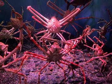 横浜・八景島シーパラダイスに投稿された画像（2021/5/4）